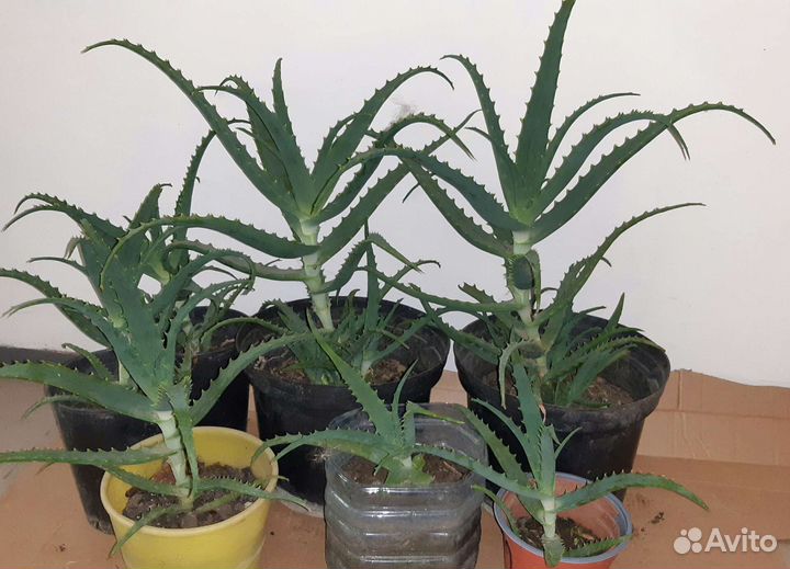 Алоэ старое