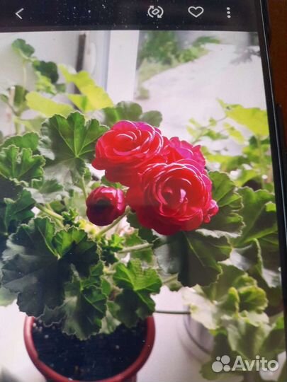 Герань пеларгония