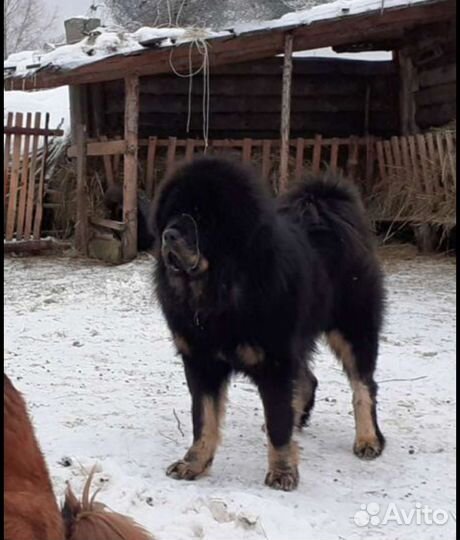Тибетский мастиф вязка