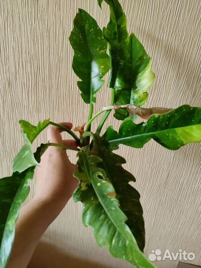 Монстера желтая yellow splash