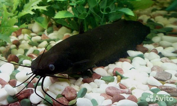 Межкожаберный сом