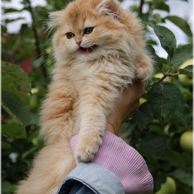 Британский длинношёрстный котёнок