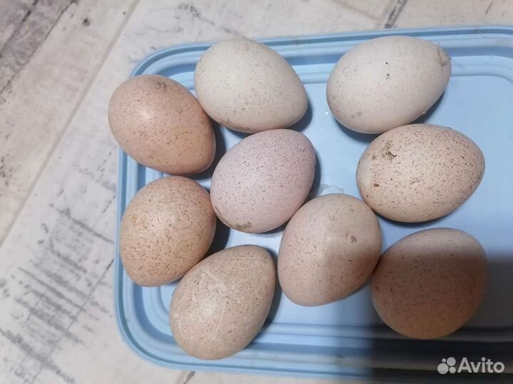 Индюшиные яйца