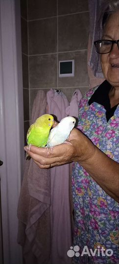 Птенчики волнистого попугая