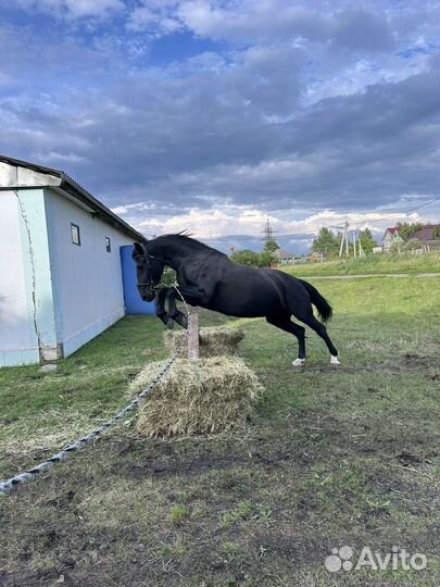Лошадь