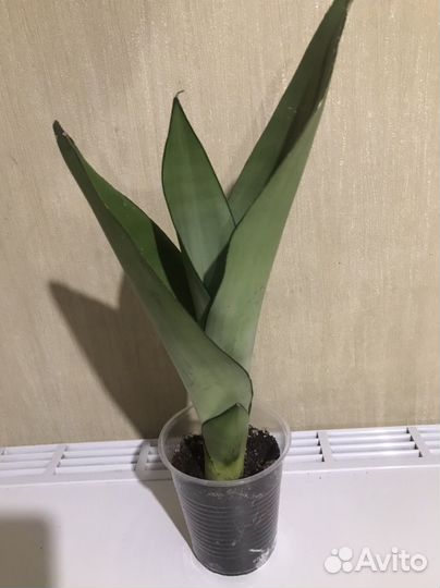 Сансевиерия (комнатные растения)