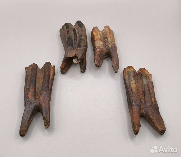 Зубы древних млекопитающих (4 шт) / Окаменелости