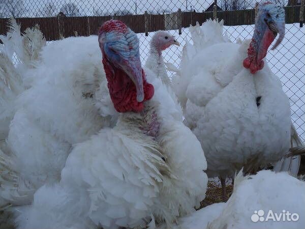 Индюшата Биг-6