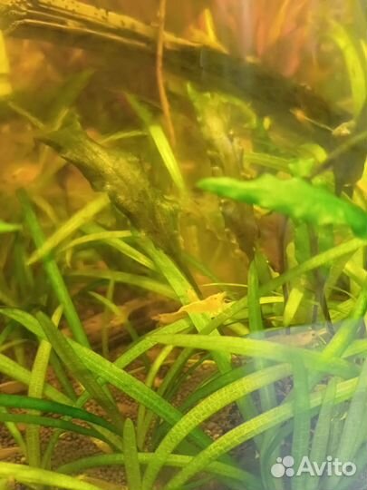 Аквариумные креветки