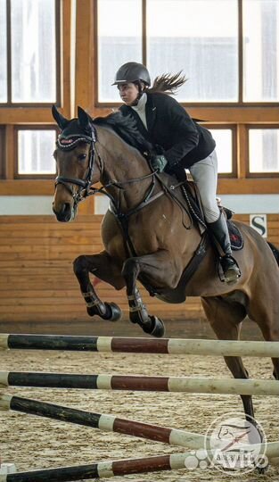 Конкурная лошадь