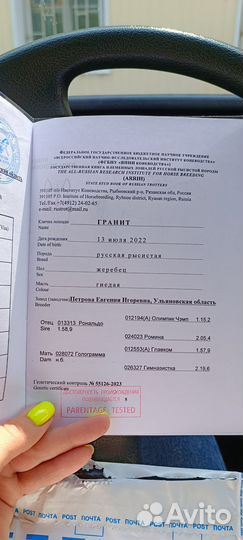 Продажа лошадей. Жеребец. Русский рысак