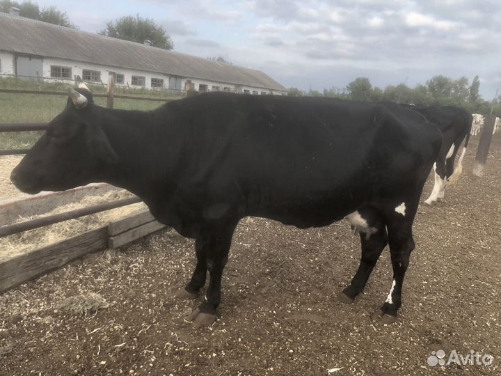 Коровы телочки на мясо