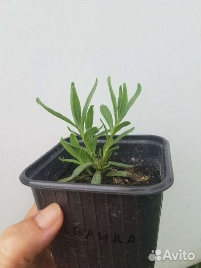 Лаванда узколистная