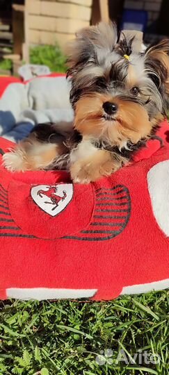 Щенки Йорка