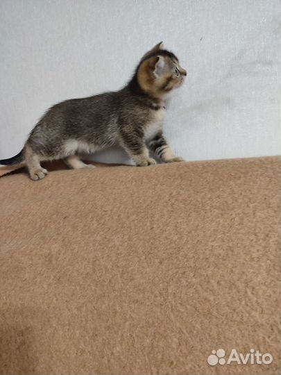 Шотландская тикированное чёрное золото