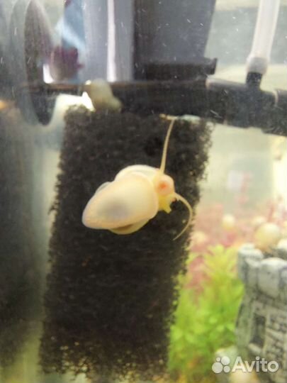 Улитки ампулярии