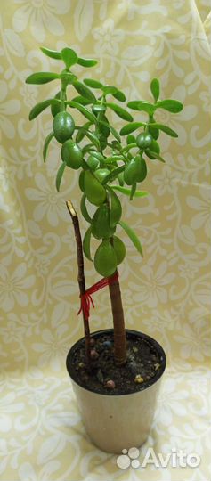 Толстянка. Денежное дерево