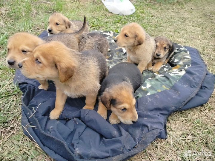 Щенки русской гончей