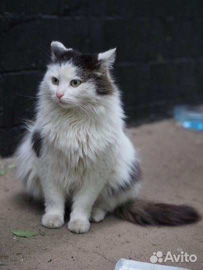 Кошку выбросили наигравшись