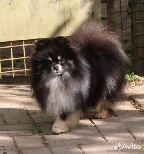 Шикарный парень