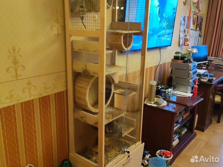 Шиншилла с витриной