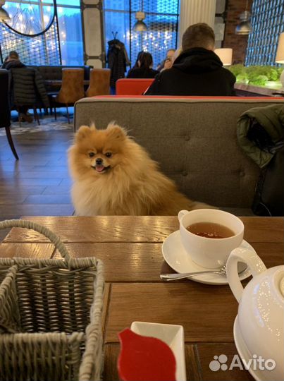 Померанский шпиц вязка кобель