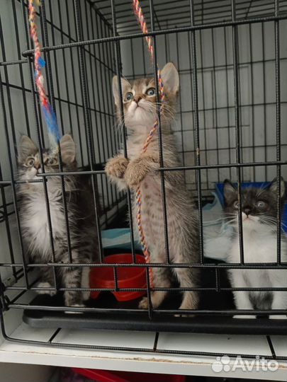 Котята в добрые руки