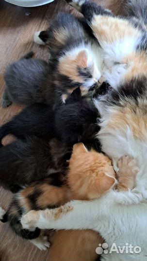 Котята в добрые руки