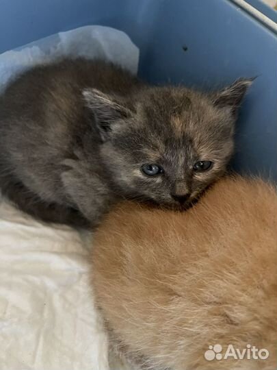 Отдадим котят в добрые руки