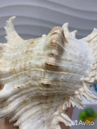 Раковина ракушка морская большая для аквариума