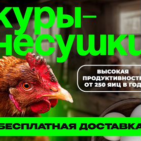 Несушки с доставкой