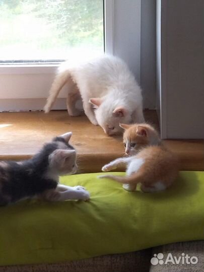 Котята в добрые руки