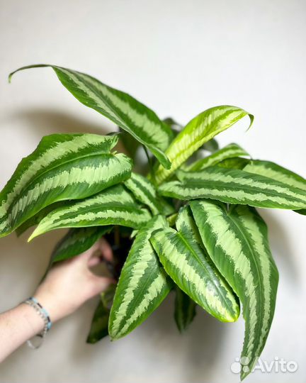 Шизматоглотис Walichii