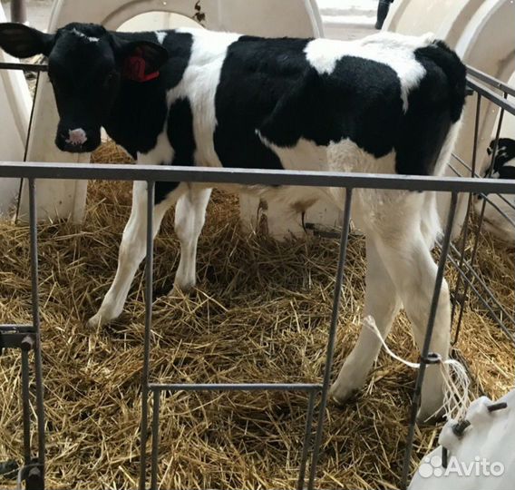 Бычки Тёлки