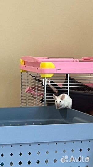 Передержка грузынов мелких мышек хомячка