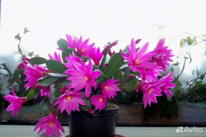 Рипсалидопсис (пасхальник)