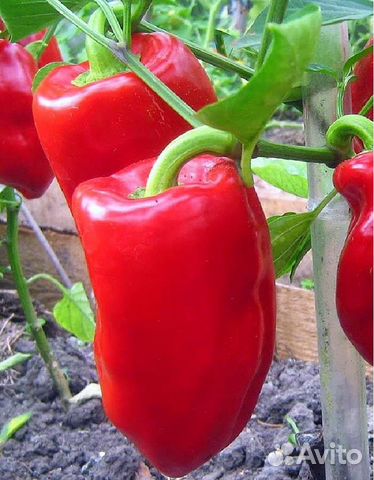 Рассада перцев