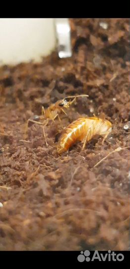 Продам муравьёв Harpegnathos saltator