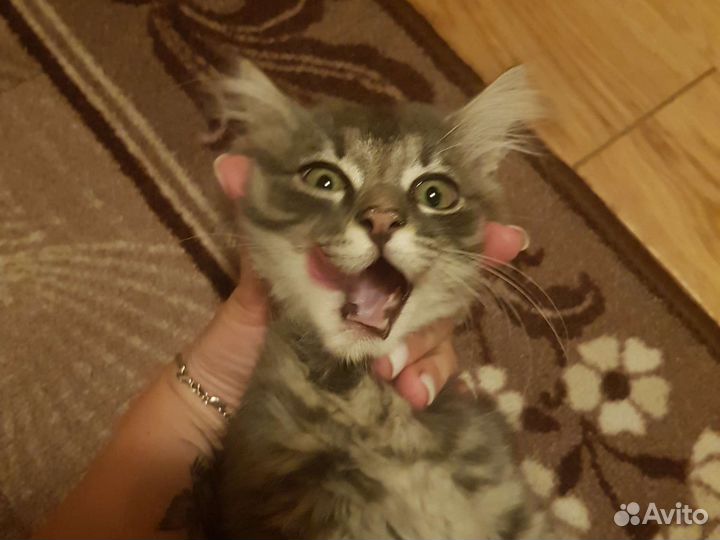 Кот в дар бесплатно