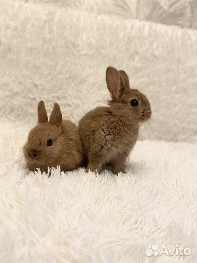 Декоративные кролики