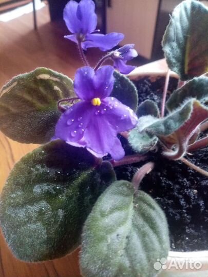 Фиалка в горшках