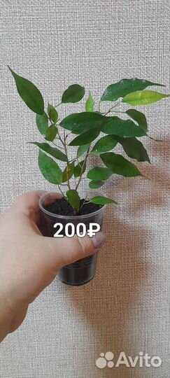 Фикус Наташа