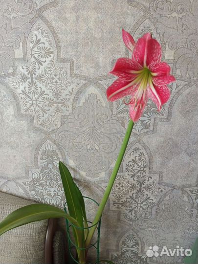 Гиппиаструм