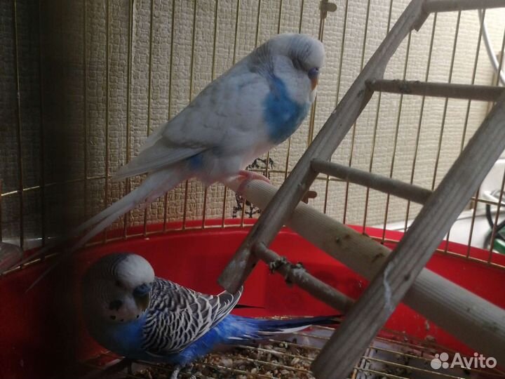 Волнистый попугай с клеткой