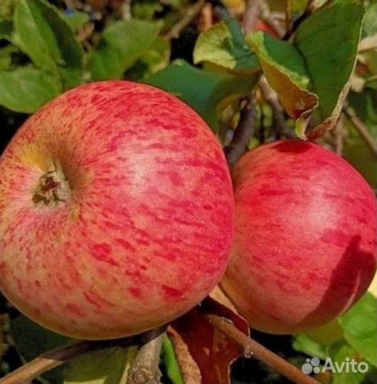 Саженцы яблони Штрейфлинг