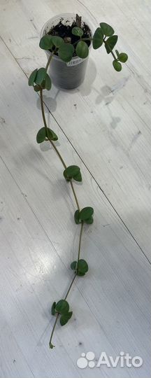 Церопегия, Дисхидия, пеперомия