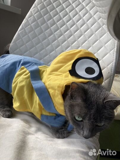 Миньон костюм для кошки