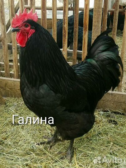 Яйцо инкубационное