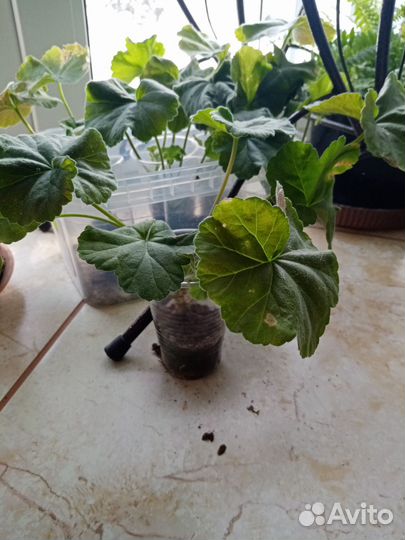 Пеларгония Ю Грушенька