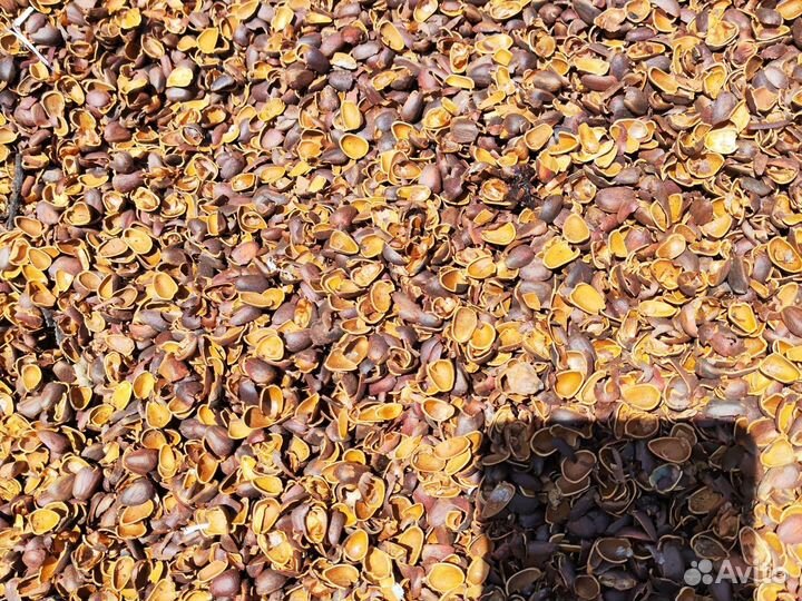 Скорлупа кедрового ореха